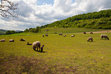 The herd of sheep on spring meadow
