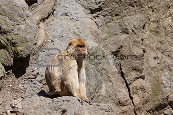 Lonely Barbary Macaque (Macaca sylvanus) on a steep rock