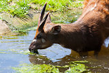 Antelope Sitatunga eats water algae in the small lake
