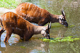 Antelope Sitatunga eats water algae in the small lake