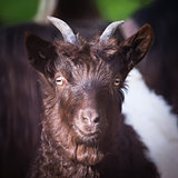 Alpen hairy goat