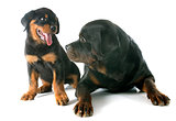puppy and adult rottweiler
