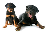 puppy and adult rottweiler