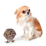 Little owl and chihuahua