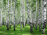 Summer birches