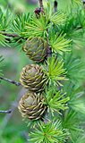 branch with cones