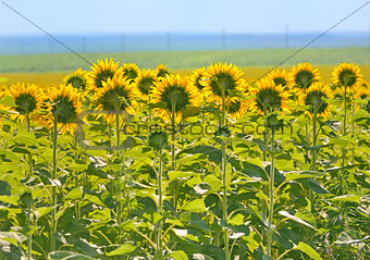 Field of Sunflower