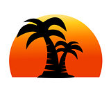 palm tree image 