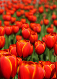 Red tulips blossom in garden