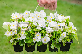 Hand holds container of white blossom begonia in garden