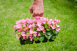 Hand holds container of pink blossom begonia in garden
