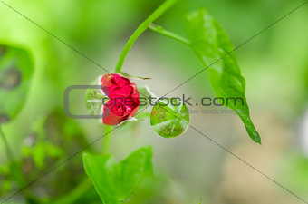 Red rose bud in the blossom garden