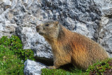 Alpine marmot (Marmota marmota) on rock 