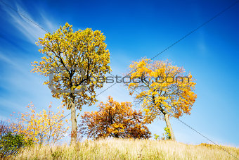 Beautiful autumn trees 