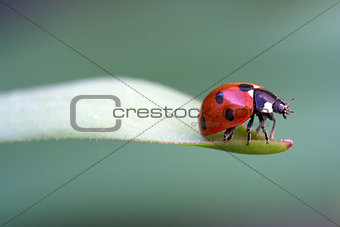Coccinella 7-punctata (Seven-spot ladybird)