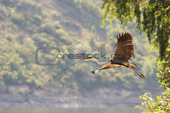 Heron flying
