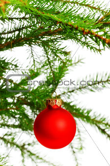red decoration ball on spruce branch