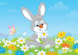 Bunny with a daisy
