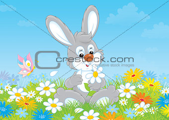 Bunny with a daisy