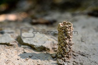 ant tower