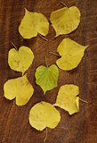 yellow autumn leaves on a wooden background