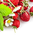 Berries fresh wild strawberries with green leaf and flowers