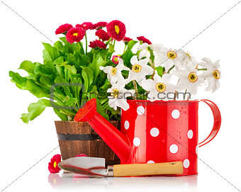 Spring flowers in pot and watering can