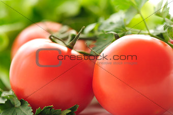 Red tomatoes and parsley on a background of green lettuce