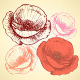Sketch poppy, vector vintage background