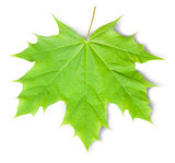 Green Maple Leaf