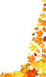 Autumn maple background