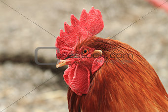 head of rooster 