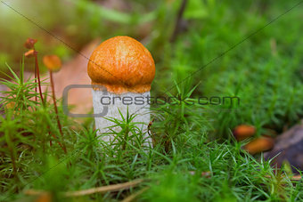 Small mushroom orange-cap boletus