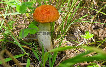 Small mushroom orange-cap boletus