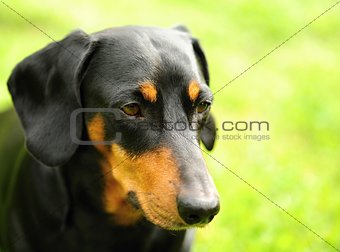 A small black dachshund