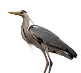 Grey heron (Ardea cinerea)