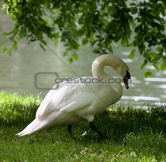 Mute swan on grass 