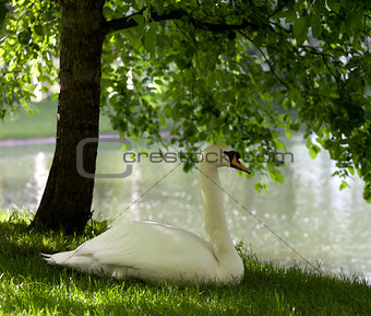 Mute swan on grass 