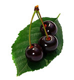 Three cherry on a leaf isolated