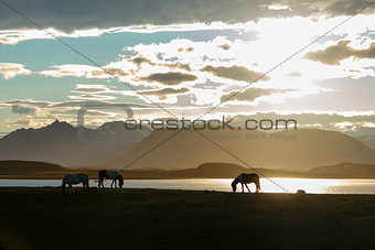 Icelandic Horses against summer night landscape