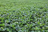 green soybean field