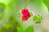 Red rose bud in the blossom garden