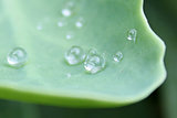 Close up of water drops on a leaf