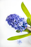 Beautiful blue hyacinth