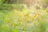 Marigolds or Tagetes erecta flower