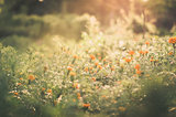 Marigolds or Tagetes erecta flower