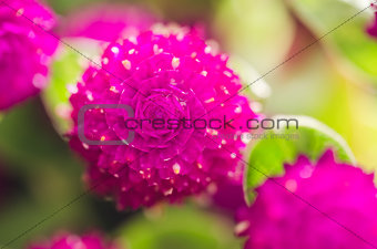 Globe Amaranth or Bachelor Button flower