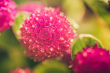 Globe Amaranth or Bachelor Button flower vintage color