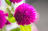 Globe Amaranth or Bachelor Button flower