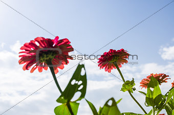 Zinnia flower and blue sky